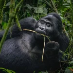 10 Reasons to Visit Volcanoes National Park