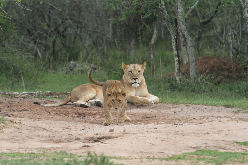 Akagera National Park