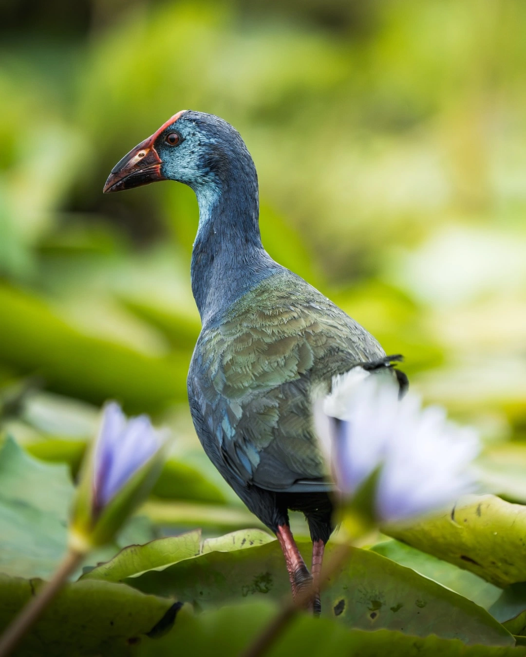 Best Bird Watching Destinations in Rwanda