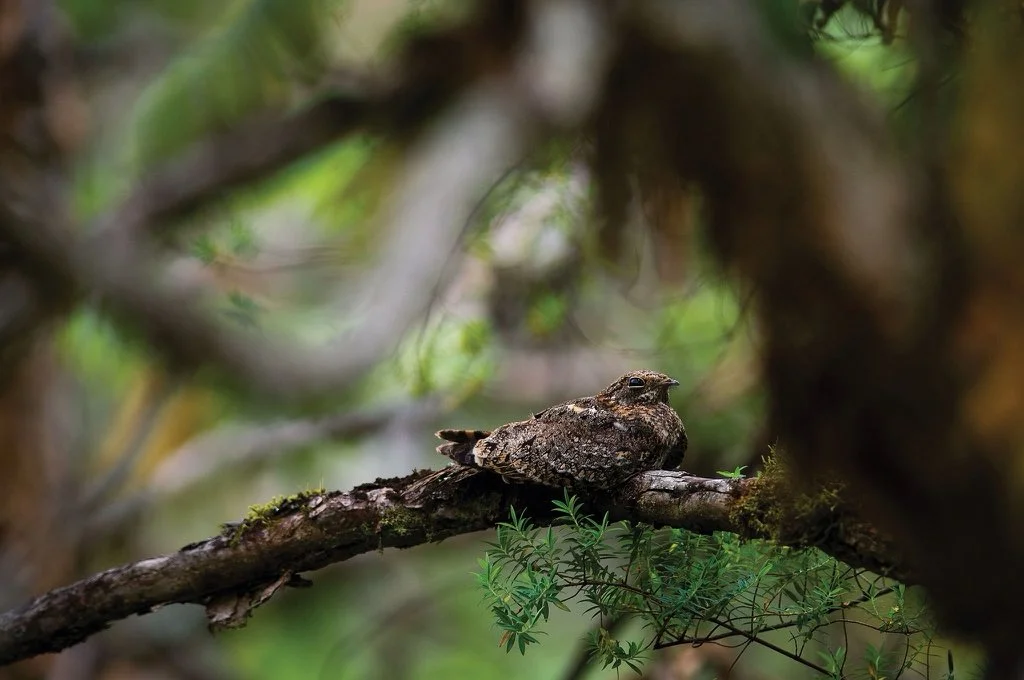 Best Bird Watching Destinations in Rwanda