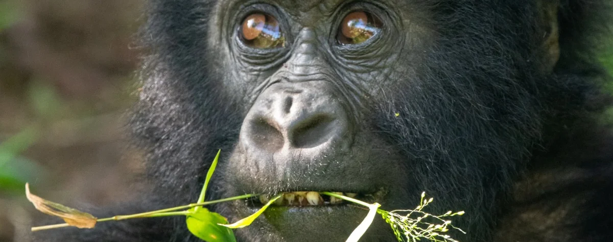 Gorilla Families in Rwanda