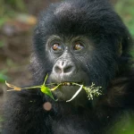 Gorilla Families in Rwanda