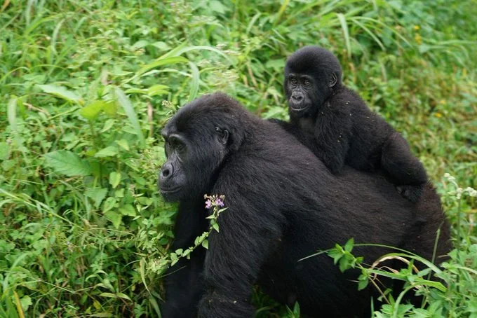 Gorilla Families in Rwanda