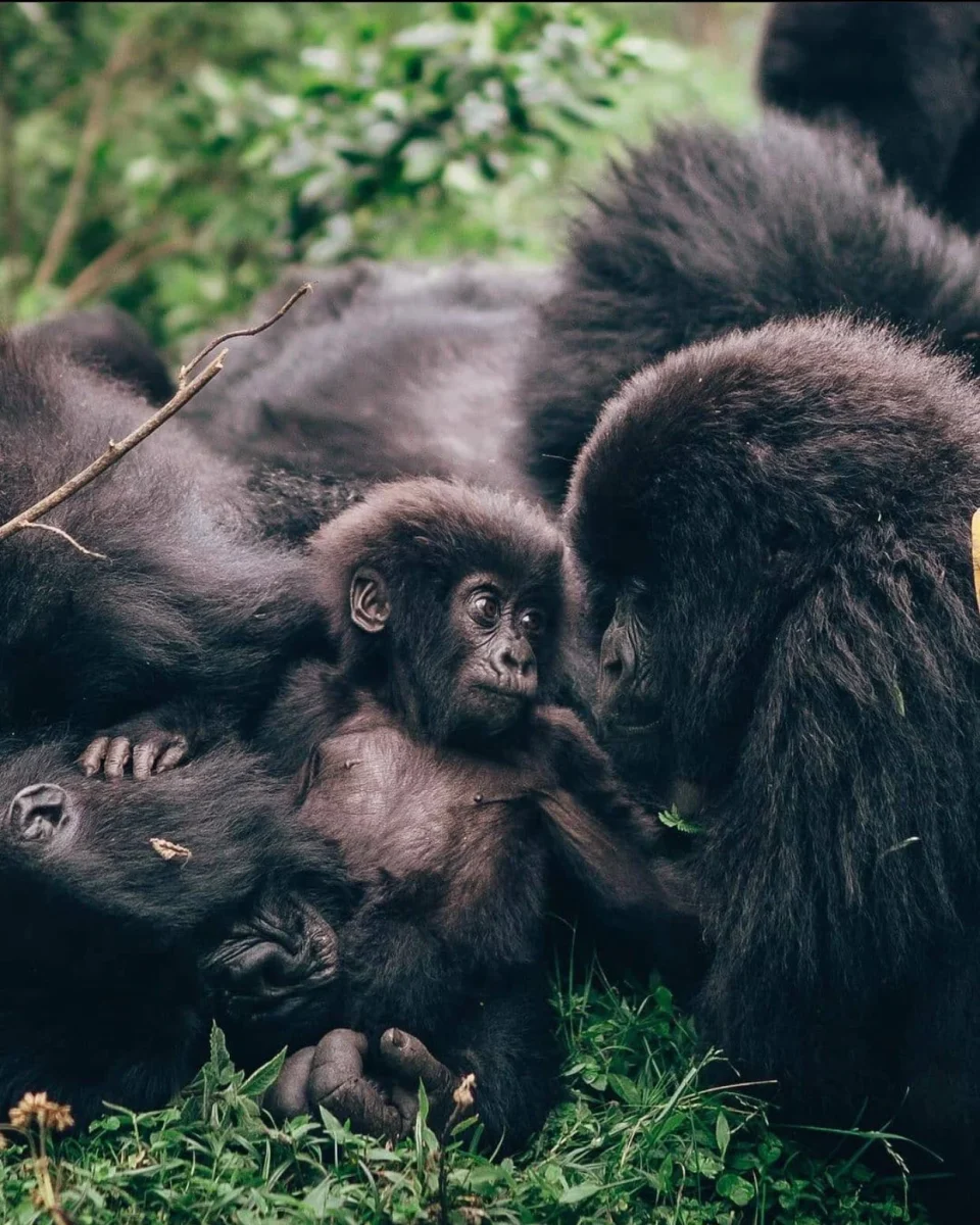 Gorilla Families in Rwanda