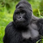 Gorilla Trekking in Rwanda