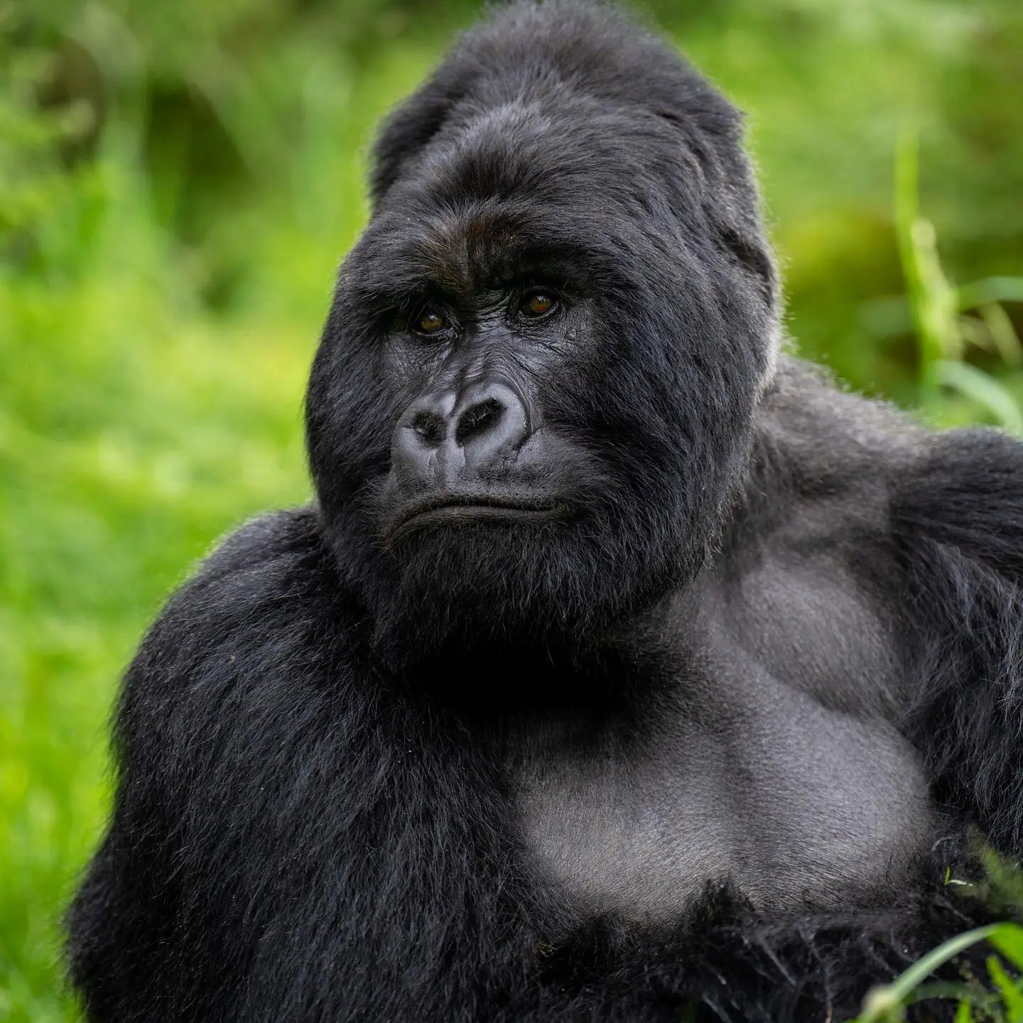 Gorilla Family