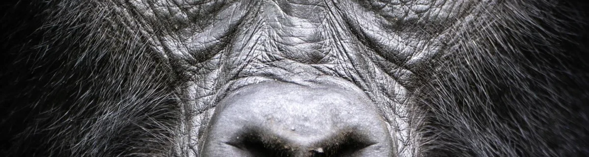 How difficult is Gorilla Trekking in Rwanda