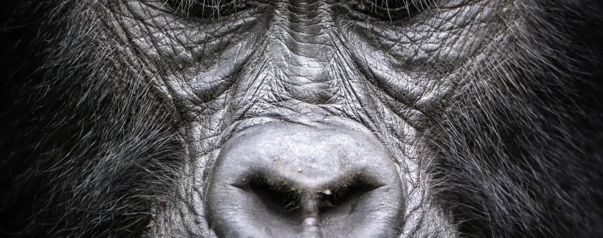 How difficult is Gorilla Trekking in Rwanda
