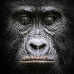 How difficult is Gorilla Trekking in Rwanda
