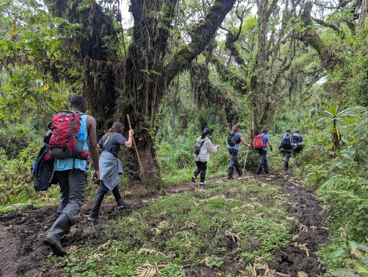 How difficult is Gorilla Trekking in Rwanda