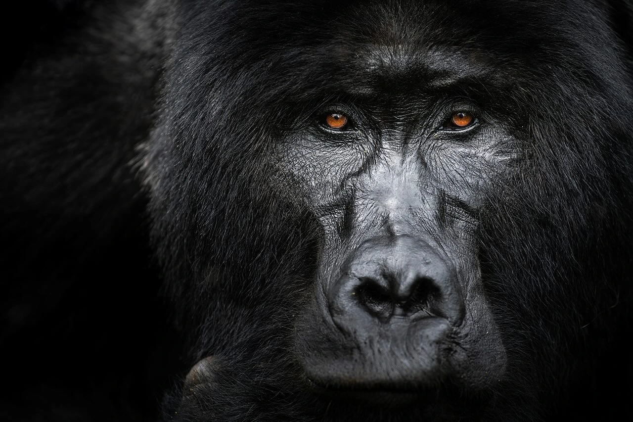 How difficult is Gorilla Trekking in Rwanda