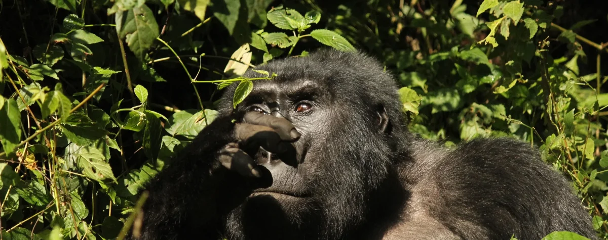 How Much Is Gorilla Trekking in Rwanda?