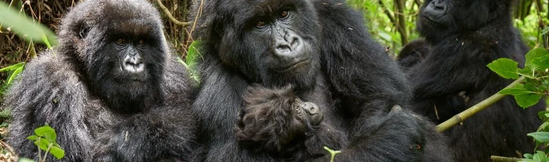 Karisimbi Gorilla Family