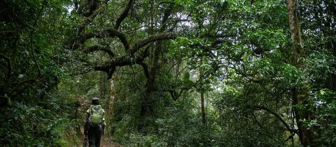 Nature Trails in Nyungwe Forest National Park