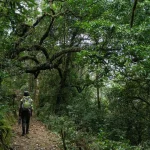 Nature Trails in Nyungwe Forest National Park