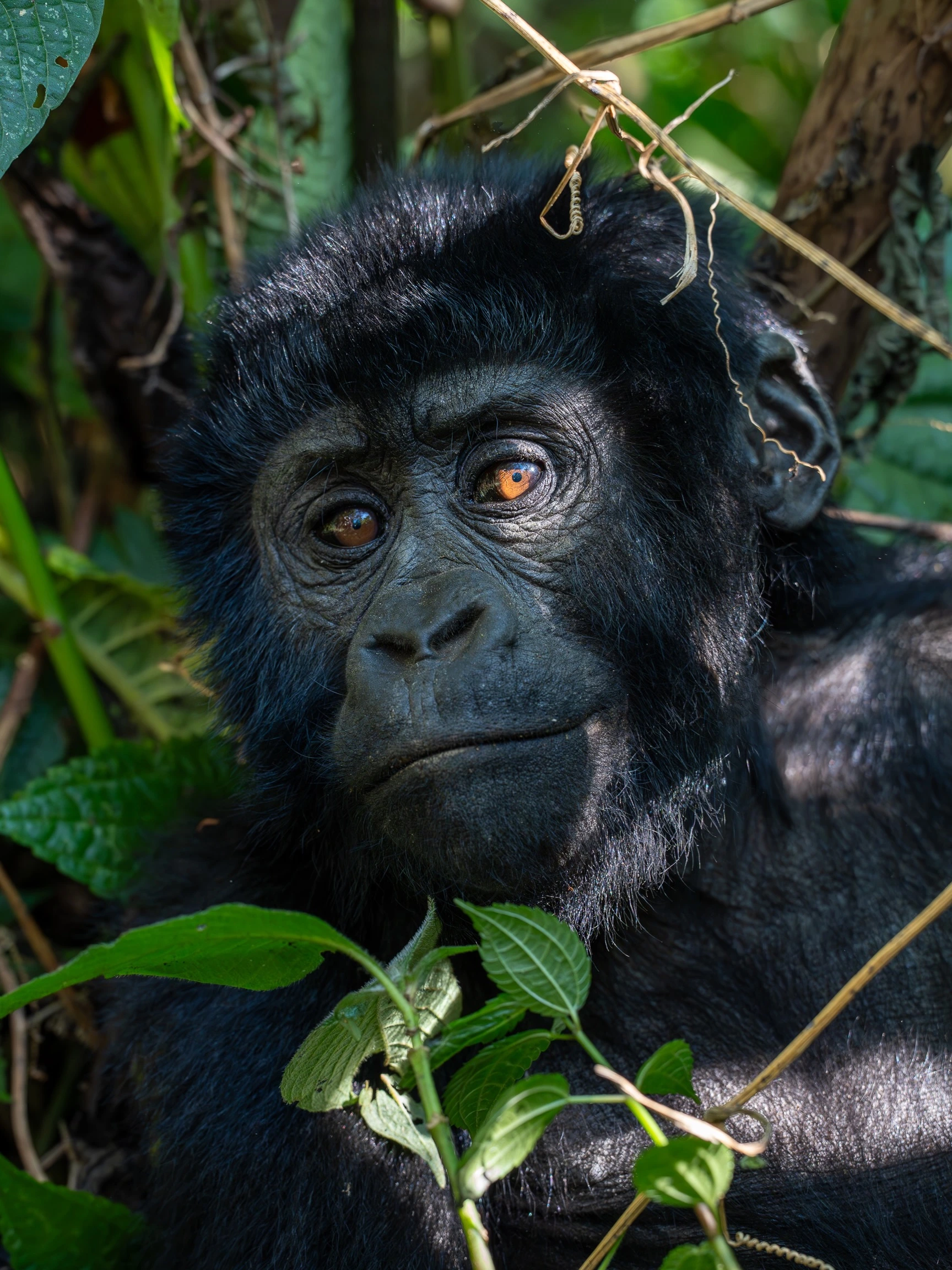 Gorilla Family