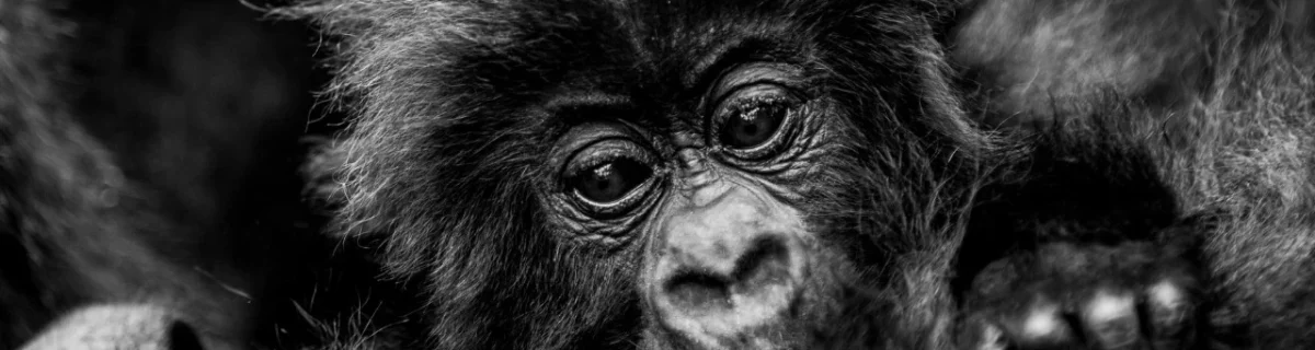 Rwanda Gorilla naming ceremony