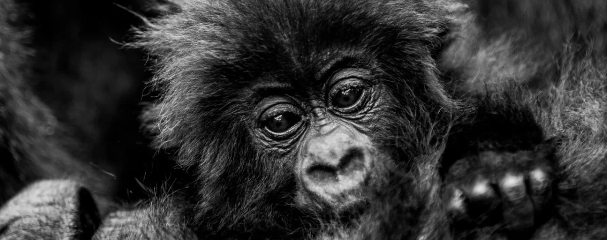 Rwanda Gorilla naming ceremony