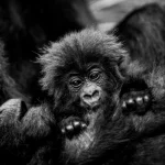 Rwanda Gorilla naming ceremony