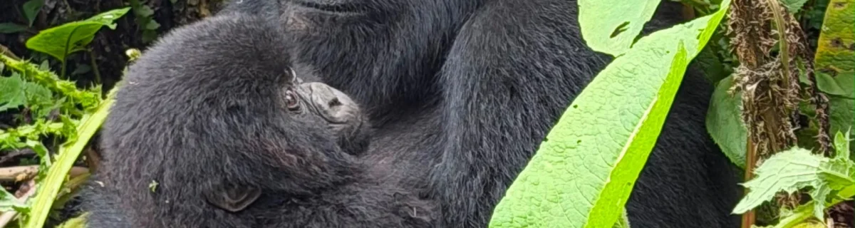 Rwanda Mountain Gorilla Permit