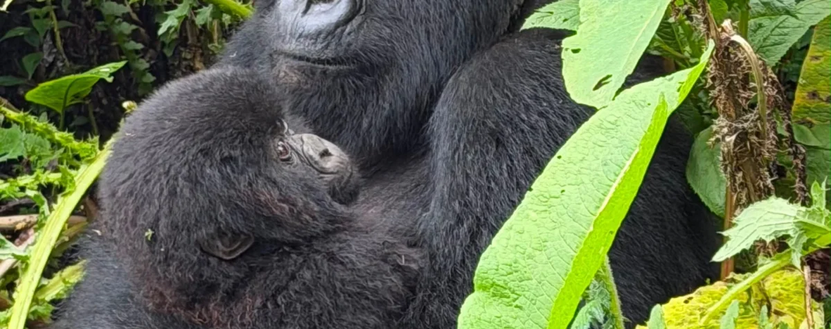 Rwanda Mountain Gorilla Permit