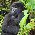 Rwanda Mountain Gorilla Permit