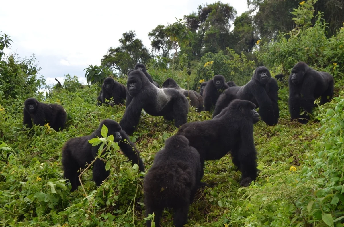 Sabyinyo Gorilla Family