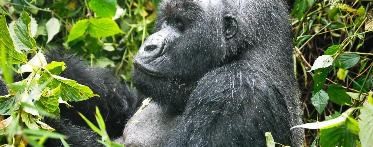 Sabyinyo Gorilla Family
