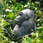 Sabyinyo Gorilla Family