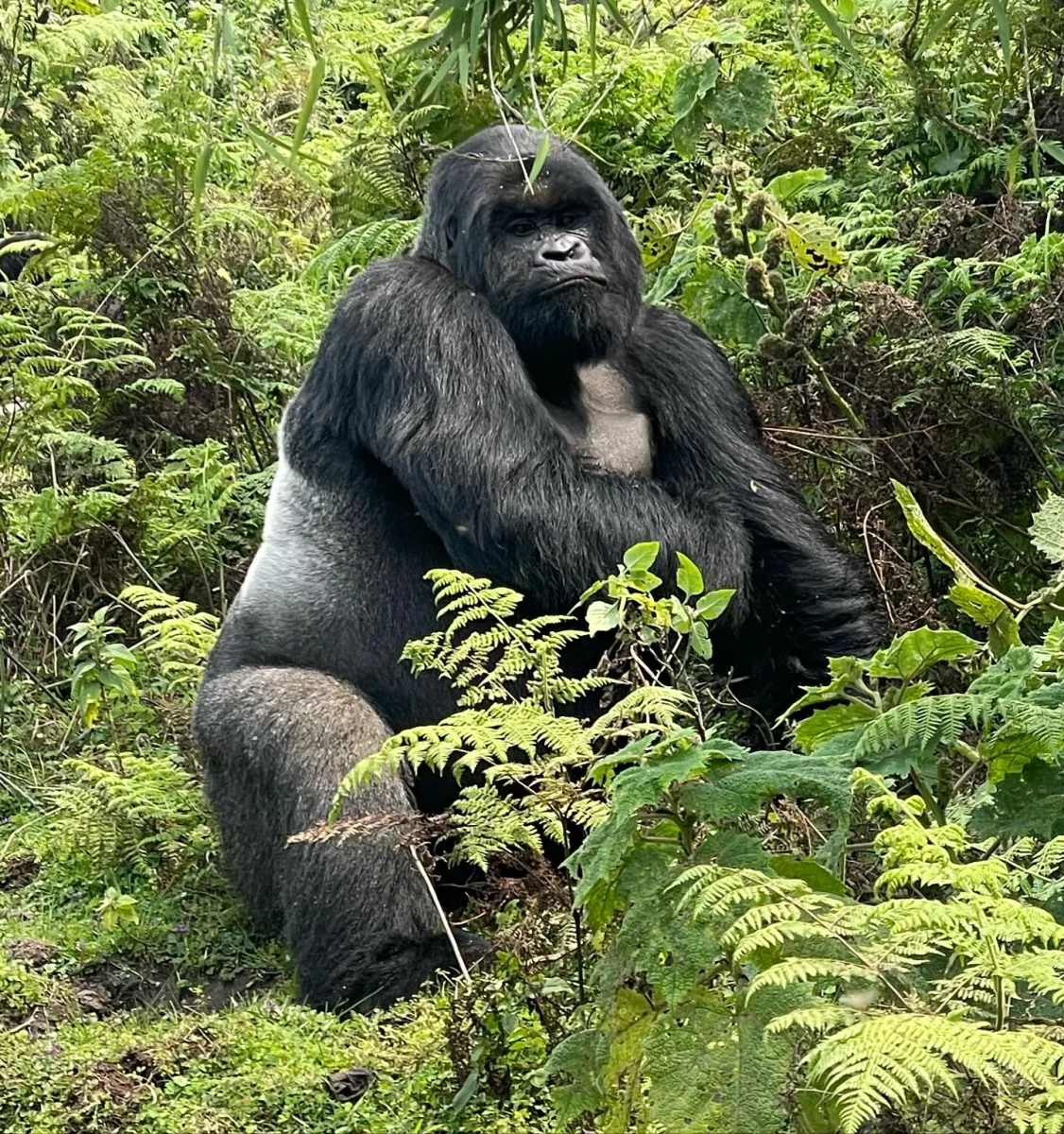 Sabyinyo Gorilla Family