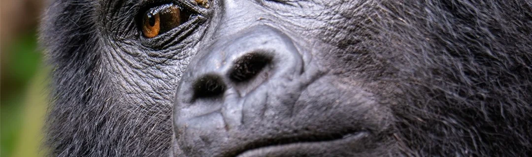 Susa Gorilla Family