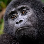 Susa Gorilla Family