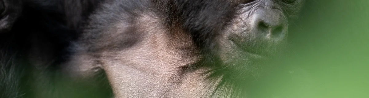 Agashya Gorilla Family