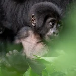 Agashya Gorilla Family