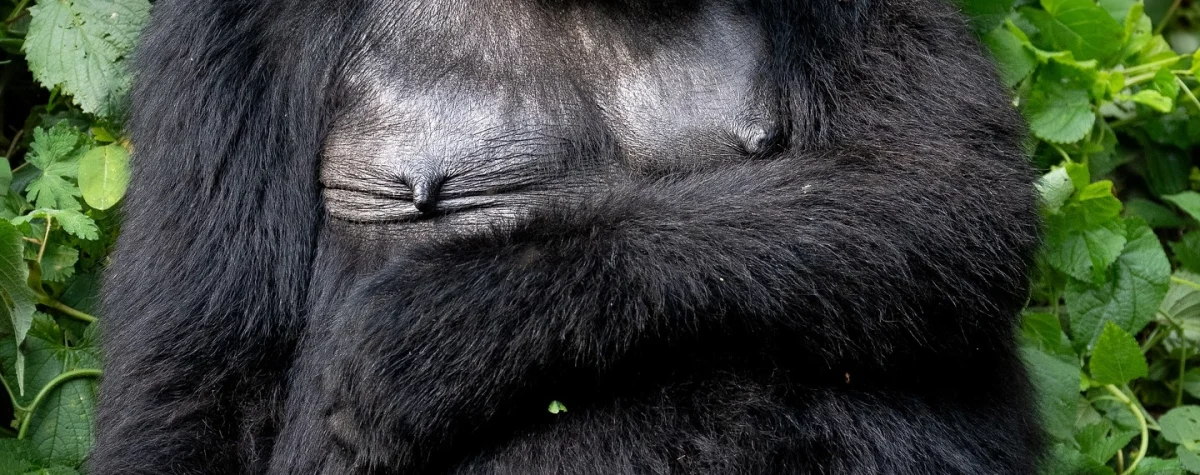 Amahoro Gorilla Family