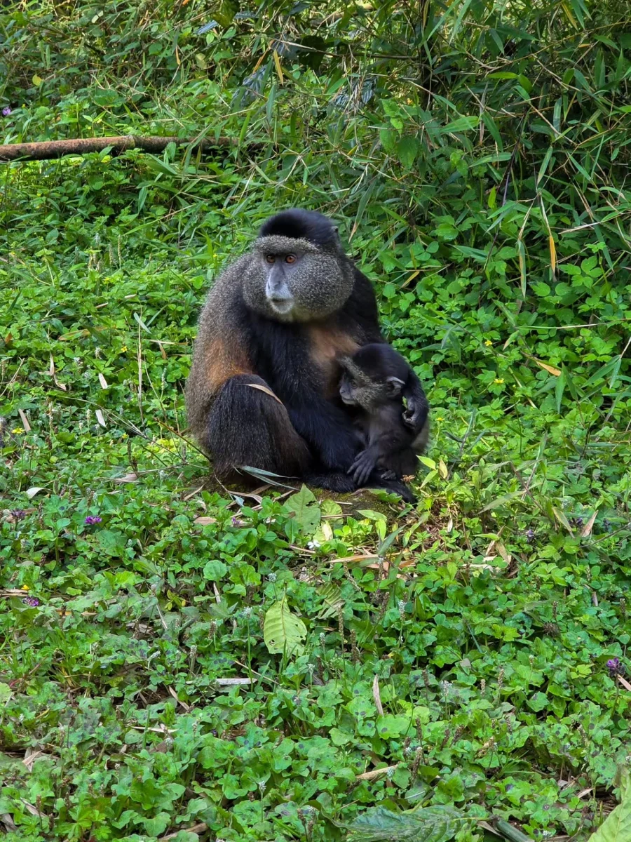 Amahoro Gorilla Family