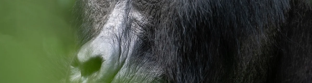Bwenge Gorilla Family