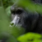 Bwenge Gorilla Family