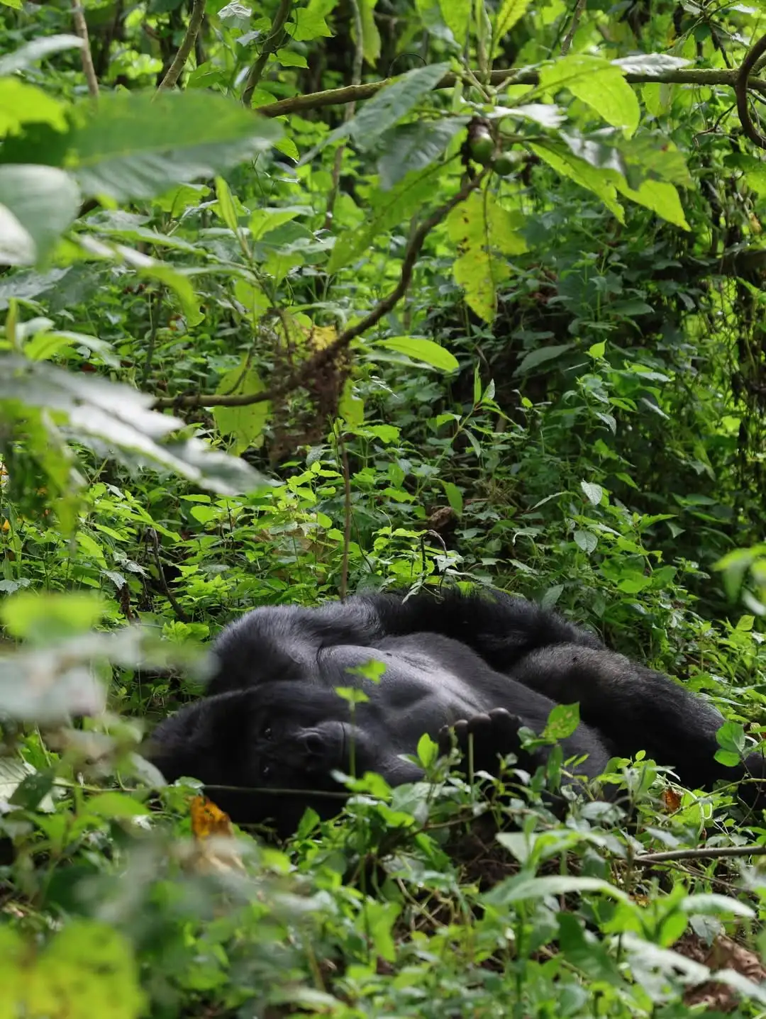 Gorilla Family