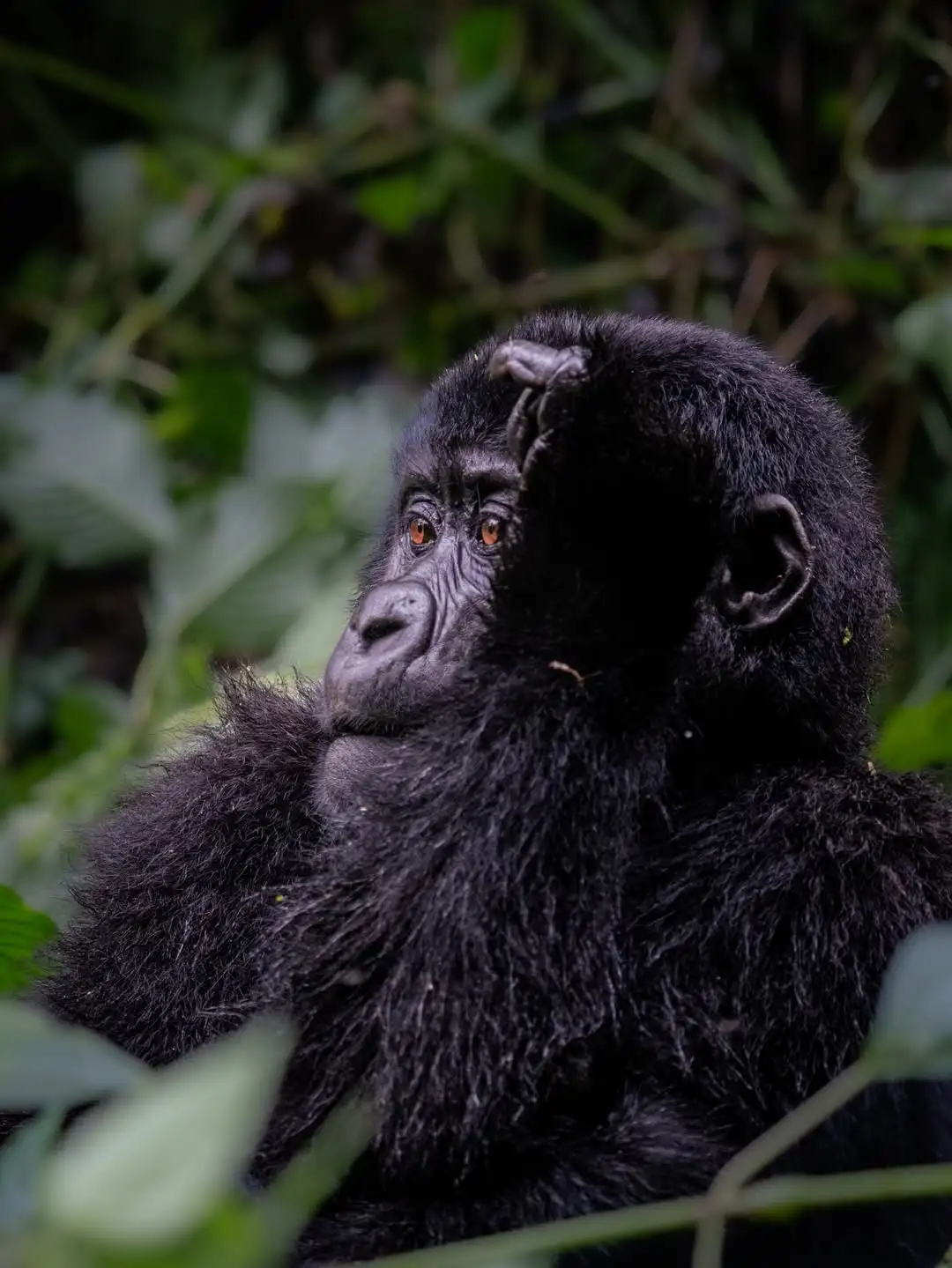 Gorilla Family