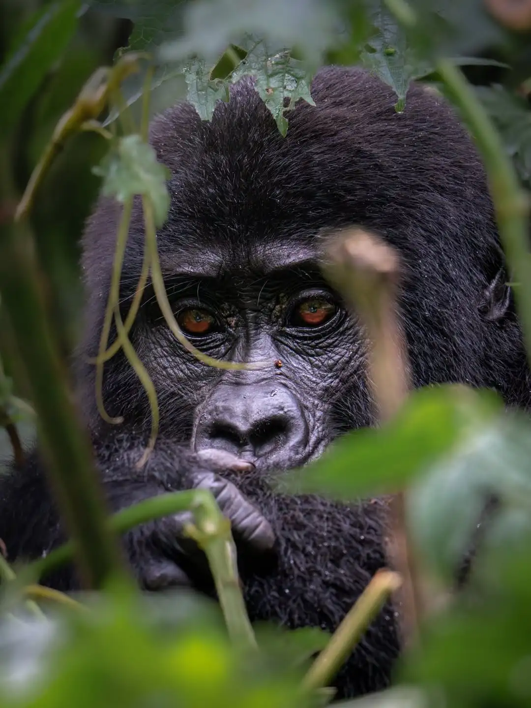 Gorilla Family