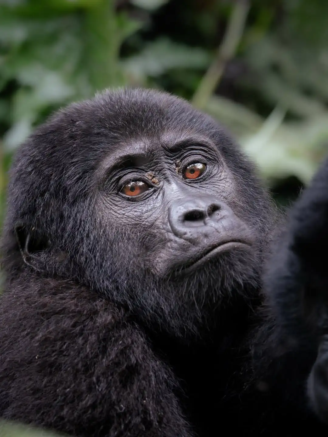 Gorilla Family