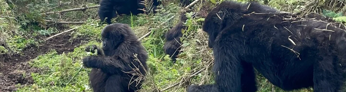 Kwitonda Gorilla Family