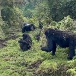Kwitonda Gorilla Family