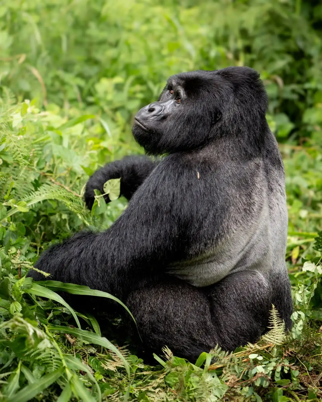 Gorilla Family