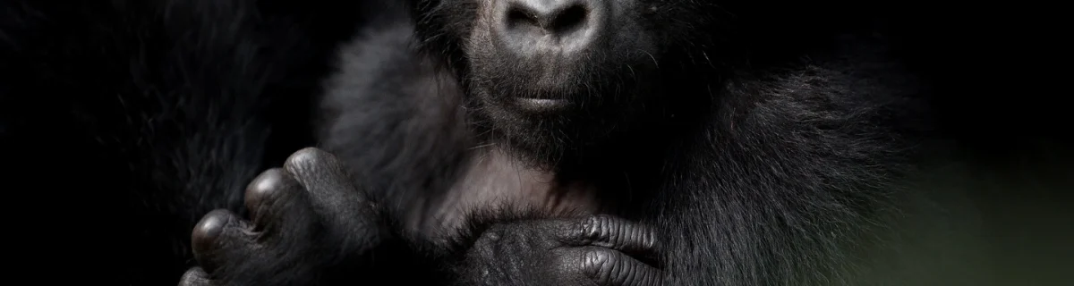 Umubano Gorilla Family
