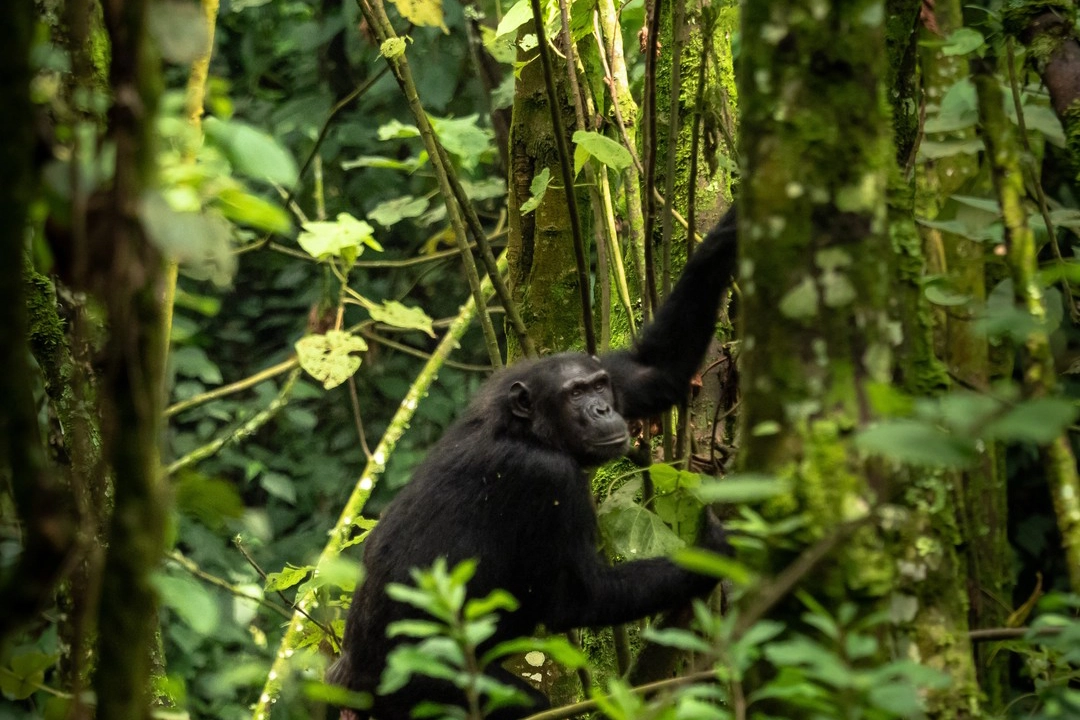 Gishwati Mukura National Park