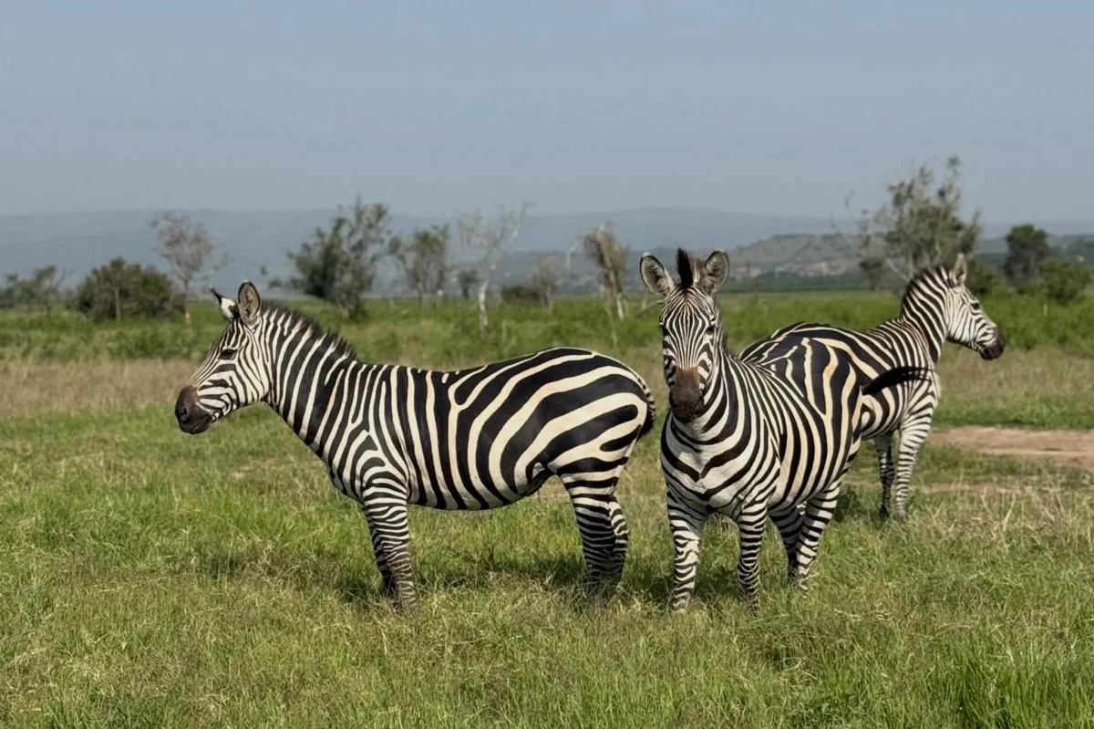 1 Day Akagera National Park Safari