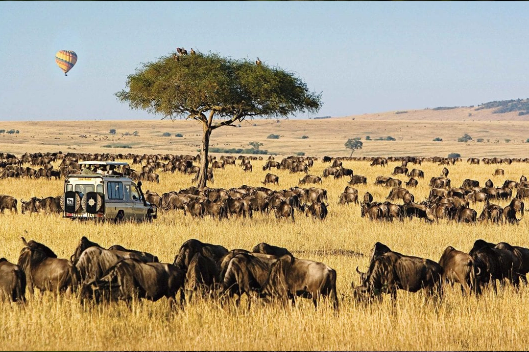 10 Days Kenya Tanzania & Rwanda Safari
