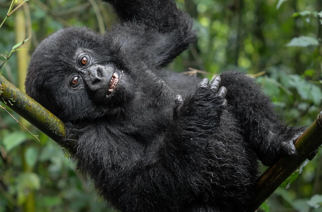 11 Days Great Apes of Uganda & Rwanda